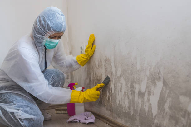 Best Health and Safety Mold Remediation in Oberlin, OH