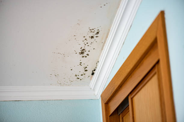 Best Attic Mold Remediation in Oberlin, OH