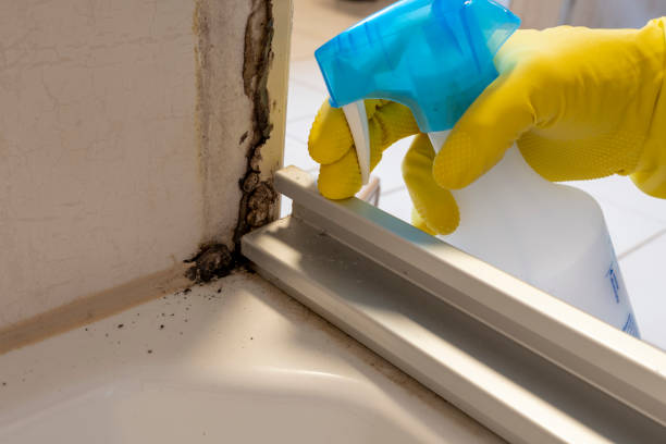 Best Basement Mold Remediation in Oberlin, OH