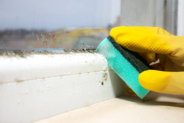 Best Kitchen Mold Remediation in Oberlin, OH